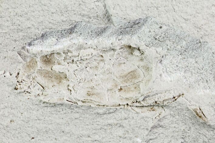 Bargain, Fossil Pea Crab (Pinnixa) From California - Miocene #105028